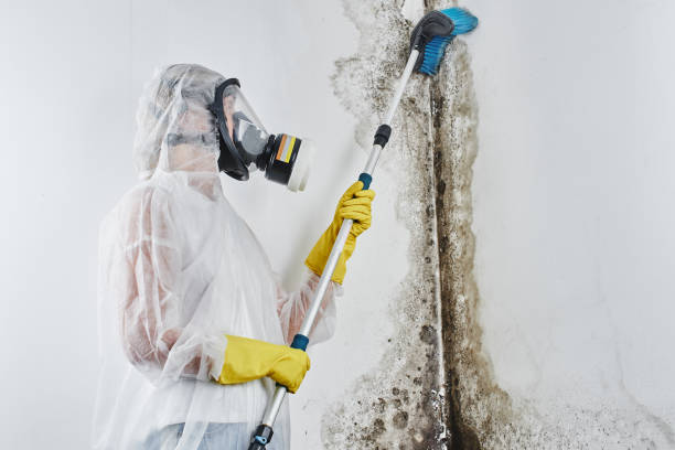 Best Crawl Space Mold Remediation in Litchfield, MI