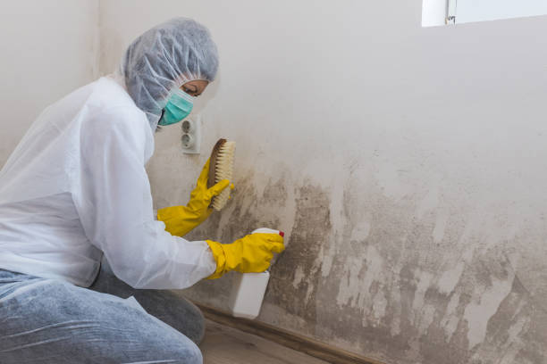 Best Residential Mold Remediation in Litchfield, MI