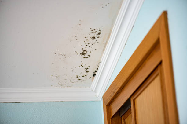 Best Bathroom Mold Remediation in Litchfield, MI
