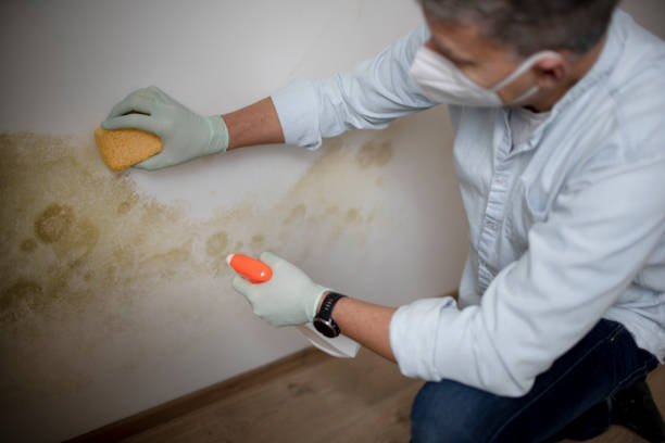 Best Crawl Space Mold Remediation in Litchfield, MI