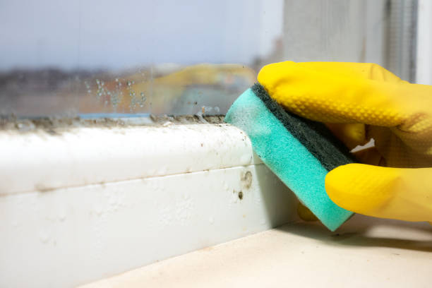 Best Kitchen Mold Remediation in Litchfield, MI