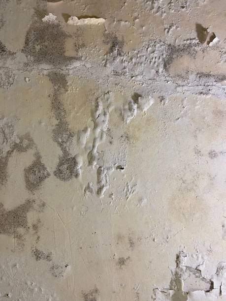 Best Emergency Mold Remediation in Litchfield, MI