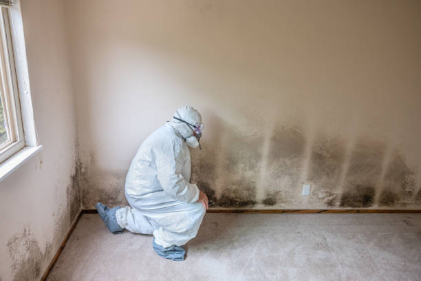 Best Industrial Mold Remediation in Litchfield, MI