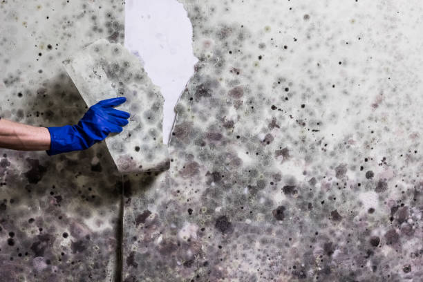 Best Mold Testing and Inspection Services in Litchfield, MI
